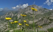 37 Doronico dei macereti (Doronicum grandiflorum) nei macereti del Mandrone con vista in Corna Piana 